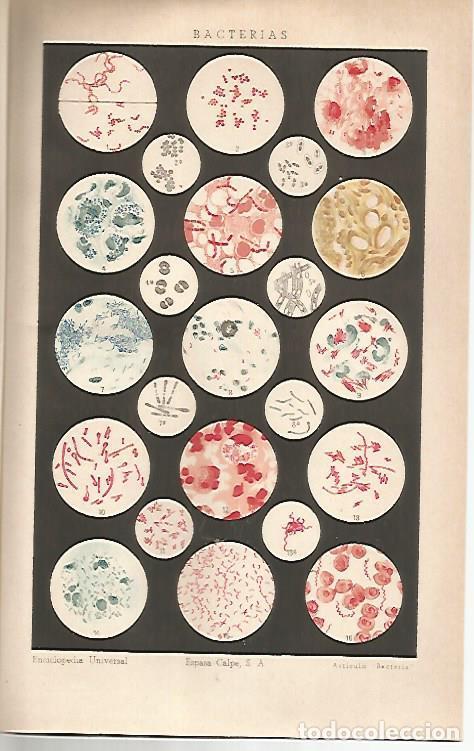 Otros art&iacute;culos de coleccionismo en papel: LAMINA ESPASA 30708: Bacterias - Varios