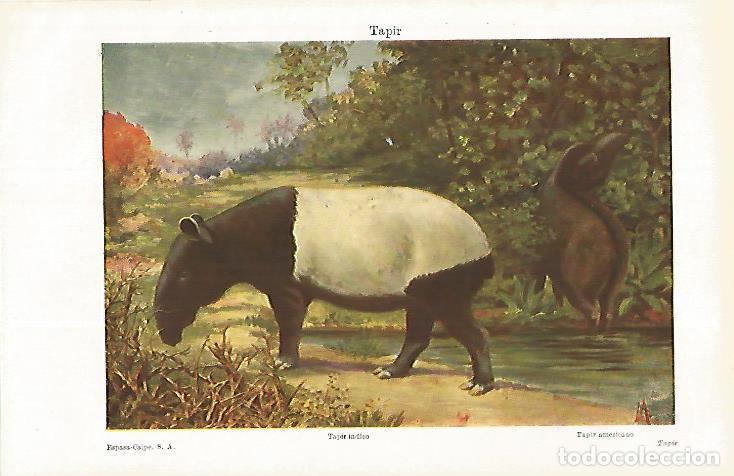 Otros art&iacute;culos de coleccionismo en papel: LAMINA ESPASA 31198: Tapir o Tapir indico - Varios