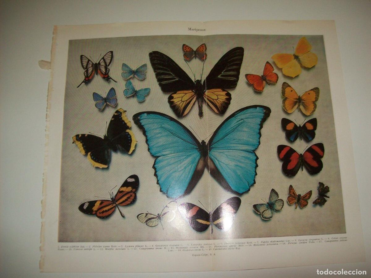 Otros art&iacute;culos de coleccionismo en papel: LAMINA ESPASA 7294: Especies de Mariposas - Varios