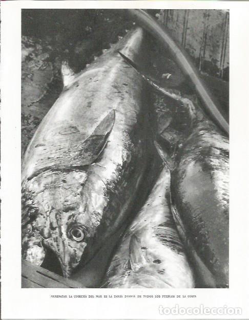 Sammelleidenschaft Andere Papierartikel: LAMINA 26698: Pescados - Pio Baroja