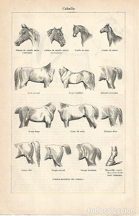 Otros art&iacute;culos de coleccionismo en papel: LAMINA De ESPASA 00119: Caballo. Formas externas - Varios autores