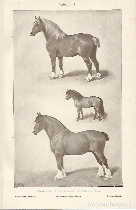 Otros art&iacute;culos de coleccionismo en papel: LAMINA De ESPASA 00117: Caballo I - Varios autores
