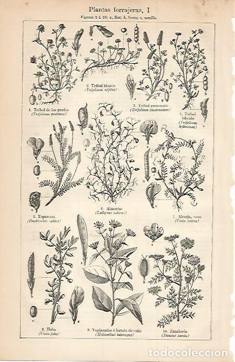 Otros art&iacute;culos de coleccionismo en papel: LAMINA ESPASA 3429: Plantas forrajeras - Varios Autores
