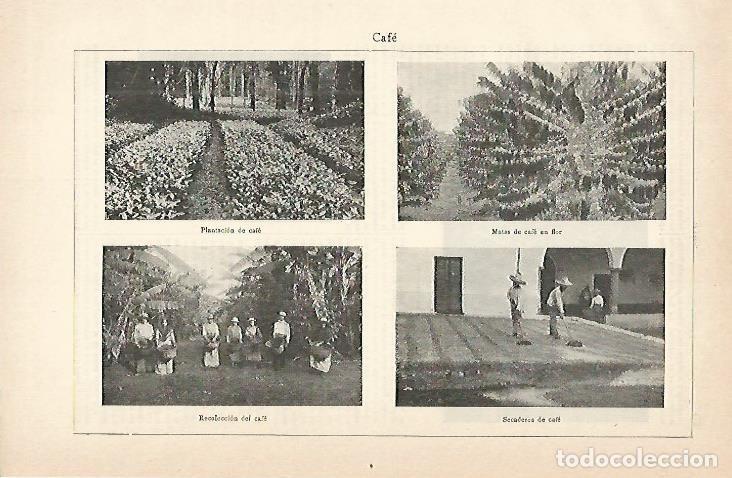 Otros art&iacute;culos de coleccionismo en papel: LAMINA De ESPASA 00143: Cafe. Plantacion - Varios autores
