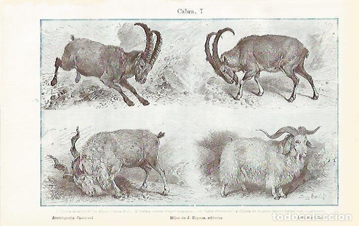 Otros art&iacute;culos de coleccionismo en papel: LAMINA De ESPASA 00126: Cabra - Varios autores