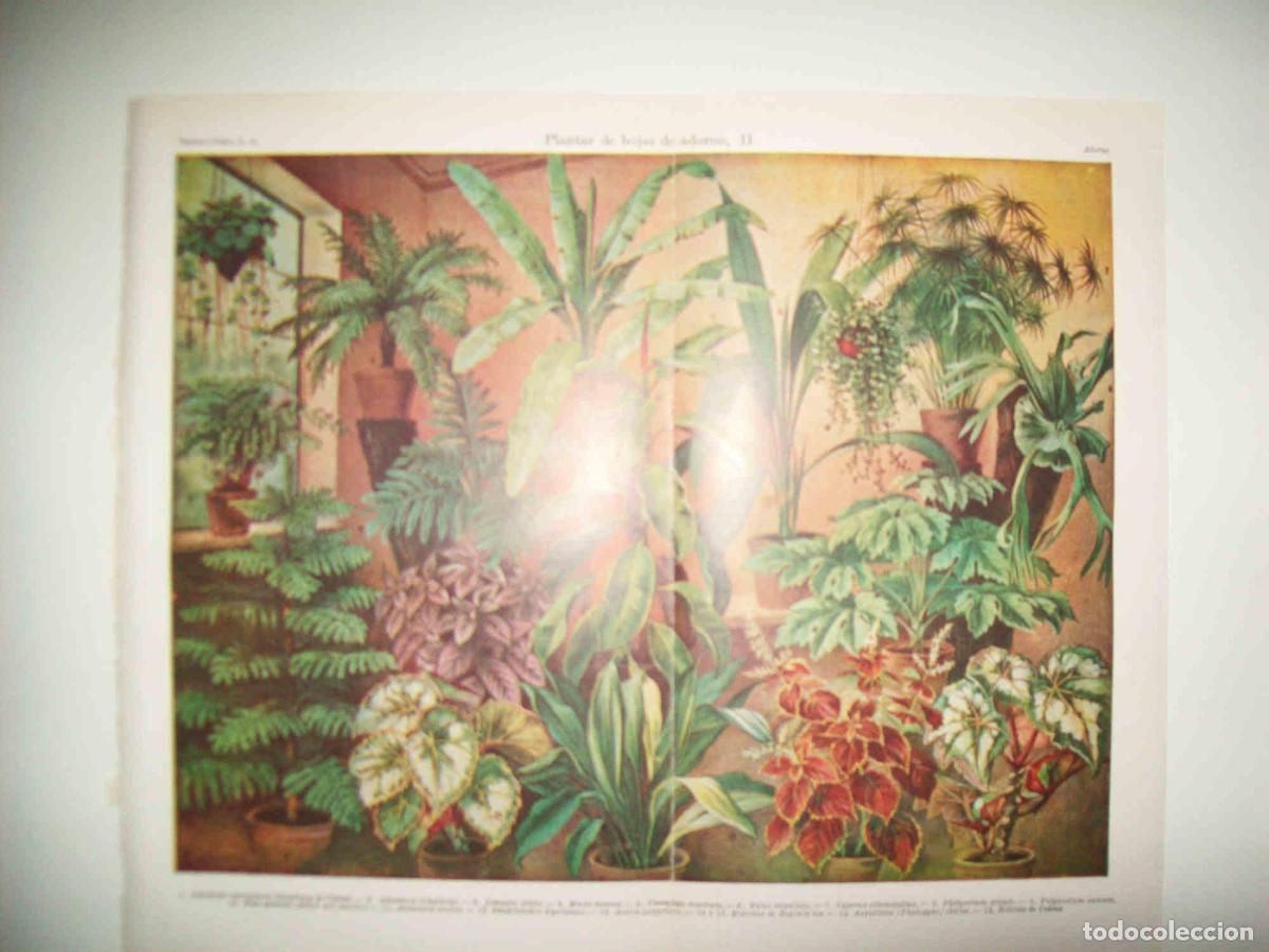 Otros art&iacute;culos de coleccionismo en papel: LAMINA ESPASA 31418: Plantas de adorno - Varios