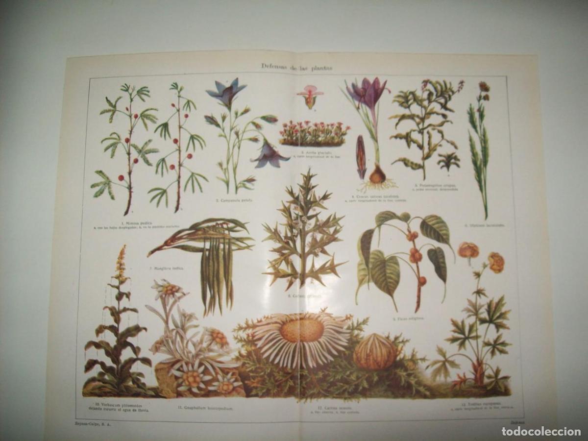 Otros art&iacute;culos de coleccionismo en papel: LAMINA ESPASA 33950: Defensas de las plantas - Varios