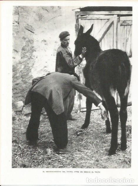 Otros art&iacute;culos de coleccionismo en papel: LAMINA 21703: Reconocimiento del animal antes de la venta - Josep Pla