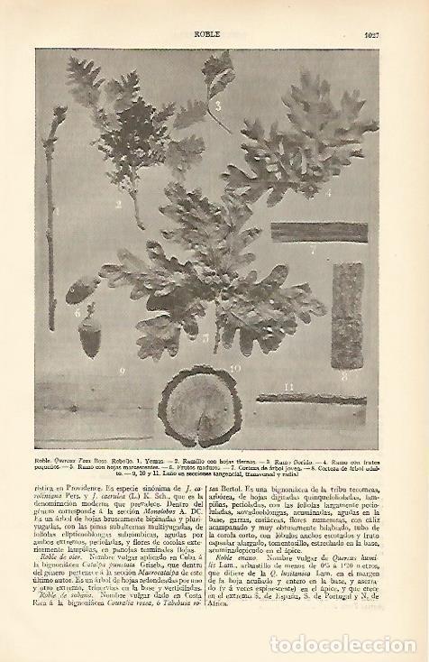 Otros art&iacute;culos de coleccionismo en papel: LAMINA ESPASA 6614: Roble Quercus Tozz Bosc - Varios Autores