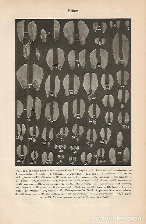 Otros art&iacute;culos de coleccionismo en papel: LAMINA DE ESPASA 455: Pi&ntilde;on de la especie Pinus - Varios autores