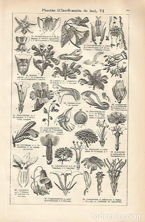 Otros art&iacute;culos de coleccionismo en papel: LAMINA ESPASA 3275: Clasificacion de las plantas VI - Varios Autores