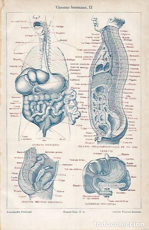 Otros art&iacute;culos de coleccionismo en papel: LAMINA ESPASA 4110: Visceras humanas II - Varios Autores