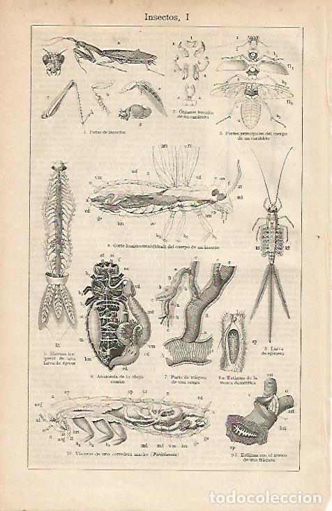 Otros art&iacute;culos de coleccionismo en papel: LAMINA ESPASA 4627: Insectos - Varios Autores