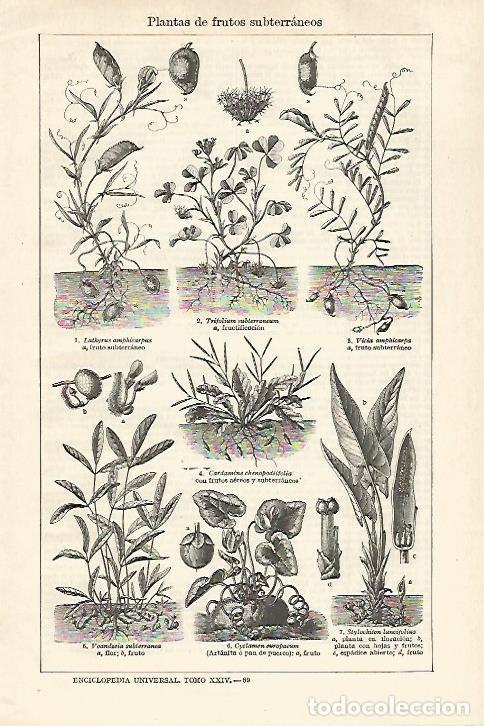Otros art&iacute;culos de coleccionismo en papel: LAMINA ESPASA 27547: Plantas de frutos subterraneos - Varios