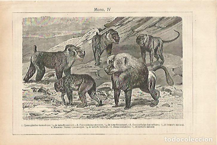 Otros art&iacute;culos de coleccionismo en papel: LAMINA ESPASA 27922: Macaco y otros monos - Varios