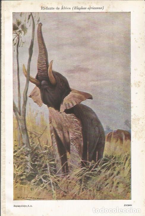 Otros art&iacute;culos de coleccionismo en papel: LAMINA ESPASA 35588: Elefante de Africa - Varios