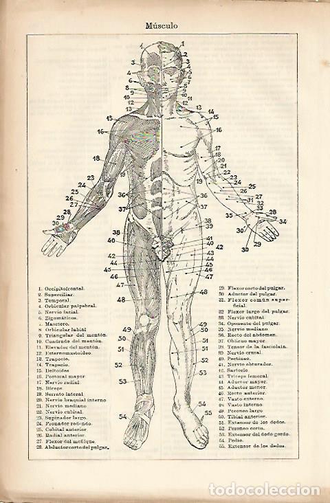 Otros art&iacute;culos de coleccionismo en papel: LAMINA ESPASA 10399: Musculos frontales del cuerpo humano - Varios