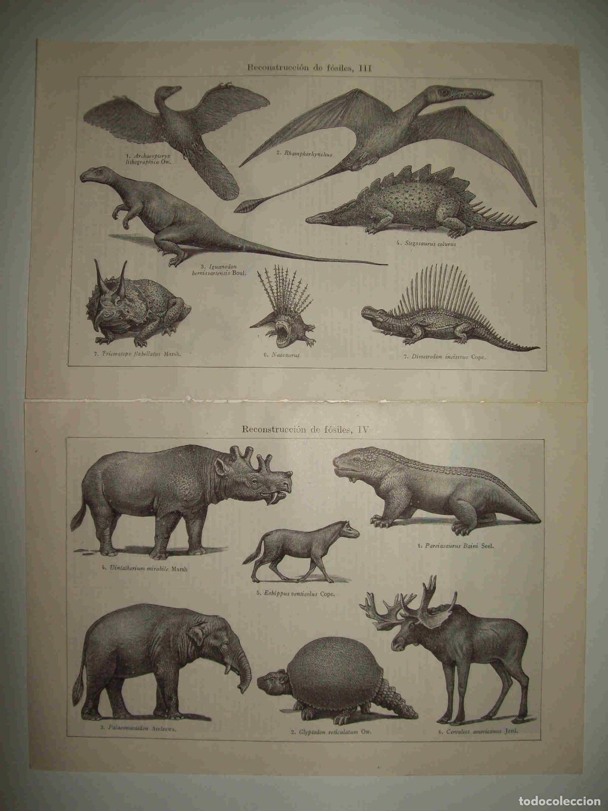 Otros art&iacute;culos de coleccionismo en papel: LAMINA ESPASA 28511: Reconstruccion de fosiles - Varios