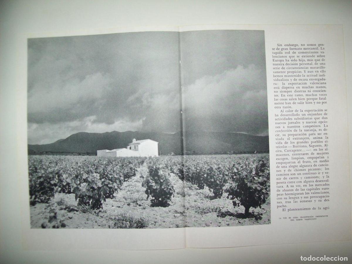Otros art&iacute;culos de coleccionismo en papel: LAMINA 21814: Vi&ntilde;edo - Joan Fuster