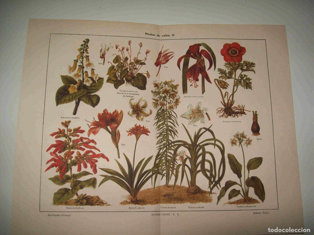 Otros art&iacute;culos de coleccionismo en papel: LAMINA ESPASA 18197: Plantas - Varios