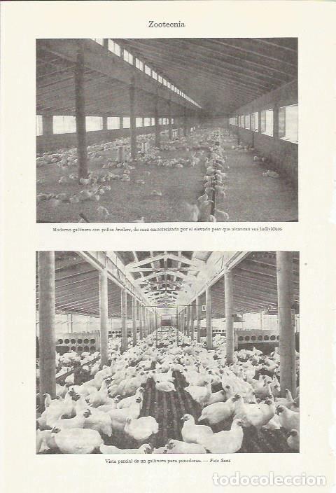 Otros art&iacute;culos de coleccionismo en papel: LAMINA ESPASA 35960: Gallinero para ponedoras y con pollos broilers - Varios