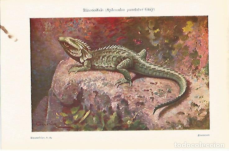 Otros art&iacute;culos de coleccionismo en papel: LAMINA ESPASA 13636: Rincocefalo o Sphenodon punctatus Gray - Varios