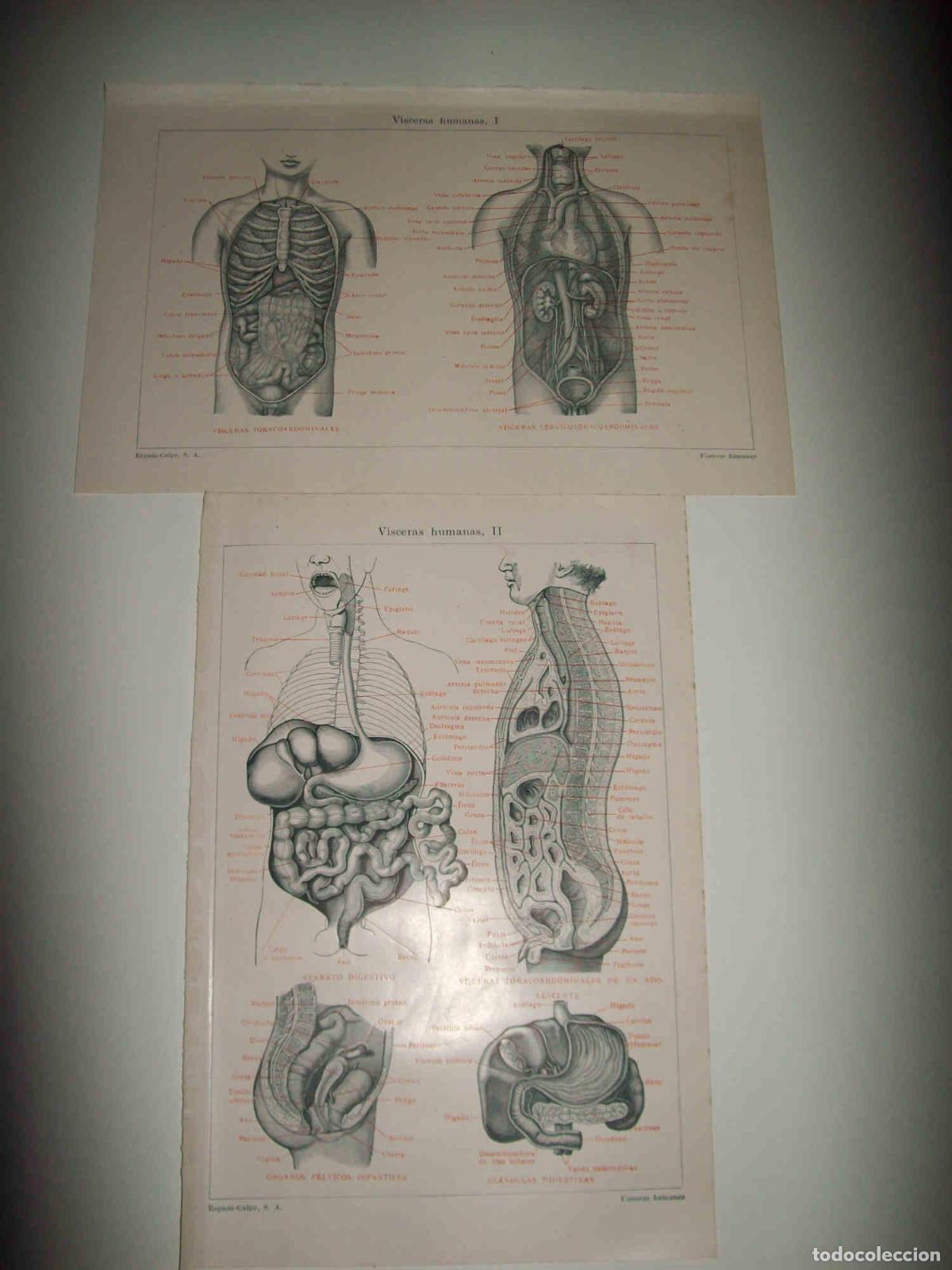 Otros art&iacute;culos de coleccionismo en papel: LAMINA ESPASA 30442: Visceras humanas - Varios