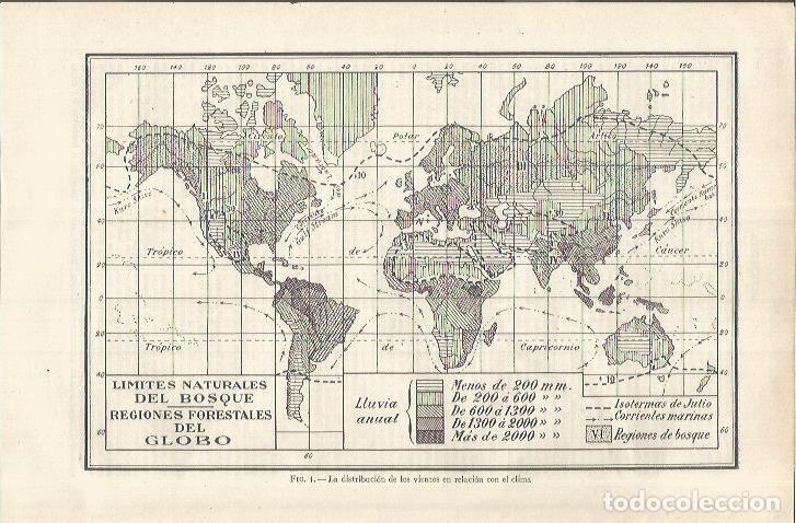 Otros art&iacute;culos de coleccionismo en papel: LAMINA ESPASA 37089: Mapamundi de las regiones forestales - Varios