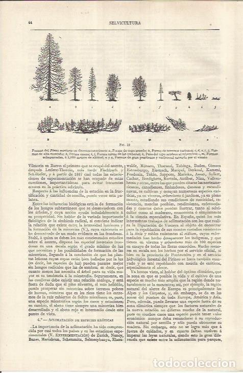 Otros art&iacute;culos de coleccionismo en papel: LAMINA ESPASA 37091: Formas del pinus montana - Varios