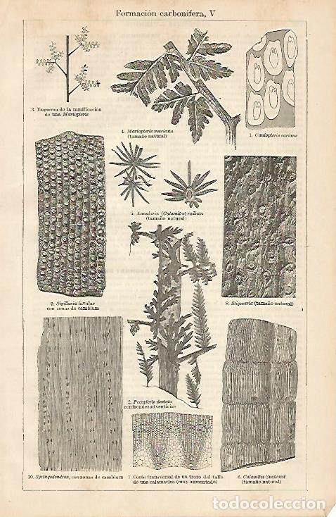 Otros art&iacute;culos de coleccionismo en papel: LAMINA ESPASA 4296: Formacion carbonifera (IV) - Varios Autores