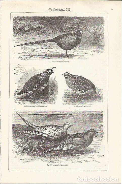 Otros art&iacute;culos de coleccionismo en papel: LAMINA ESPASA 37501: Especies de gallinaceas - Varios