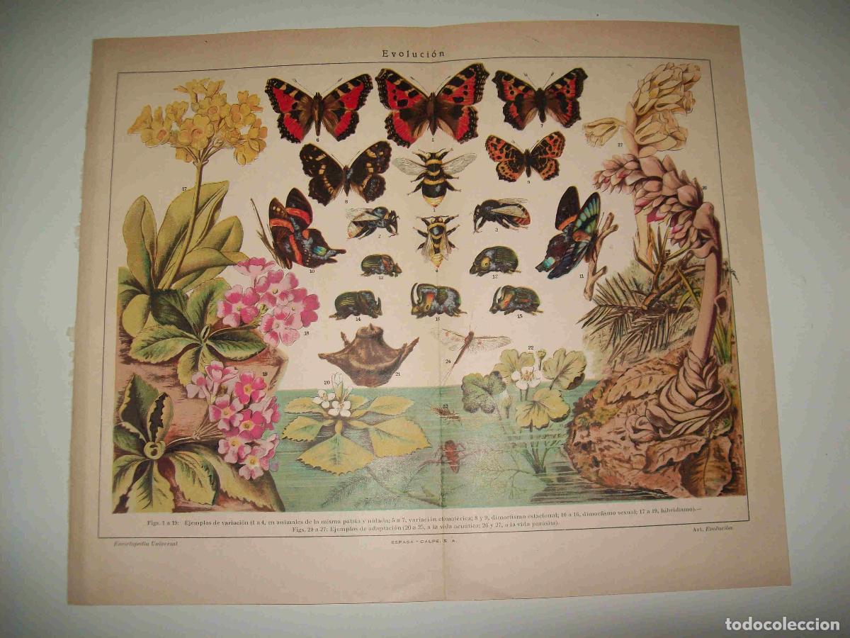 Otros art&iacute;culos de coleccionismo en papel: LAMINA ESPASA 16456: Evolucion - Varios