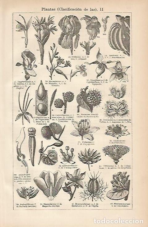 Otros art&iacute;culos de coleccionismo en papel: LAMINA ESPASA 3271: Clasificacion de las plantas II - Varios Autores