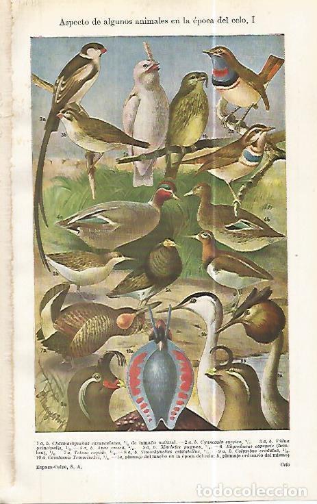 Otros art&iacute;culos de coleccionismo en papel: LAMINA ESPASA 32470: Aves en epoca de celo - Varios