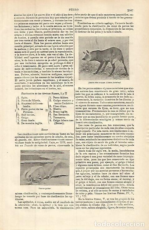 Otros art&iacute;culos de coleccionismo en papel: LAMINA ESPASA 32671: Perro de crines - Varios