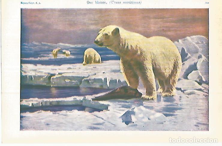Otros art&iacute;culos de coleccionismo en papel: LAMINA ESPASA 32941: Oso blanco - Varios