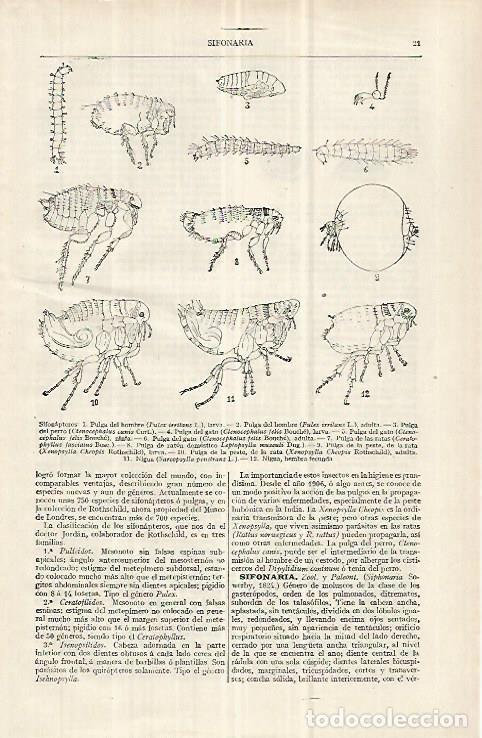 Otros art&iacute;culos de coleccionismo en papel: LAMINA ESPASA 32967: Sifonapteros - Varios