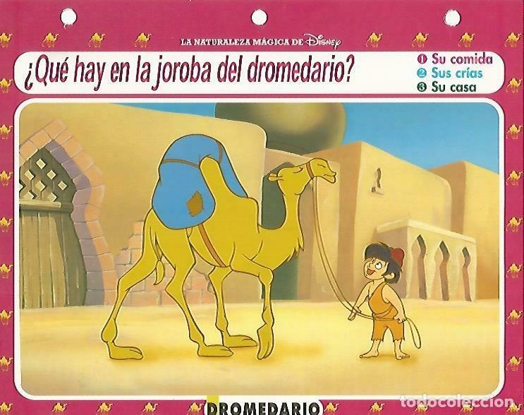 Otros art&iacute;culos de coleccionismo en papel: LAMINA 14125: Dromedario. Secretos con Aladdin - Varios