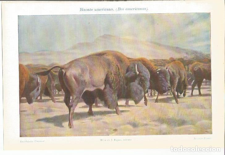 Otros art&iacute;culos de coleccionismo en papel: LAMINA ESPASA 34570: Bisonte americano - Varios