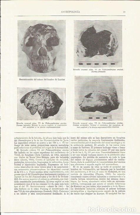 Otros art&iacute;culos de coleccionismo en papel: LAMINA ESPASA 35704: Antropologia. Reconstruccion de craneos - Varios