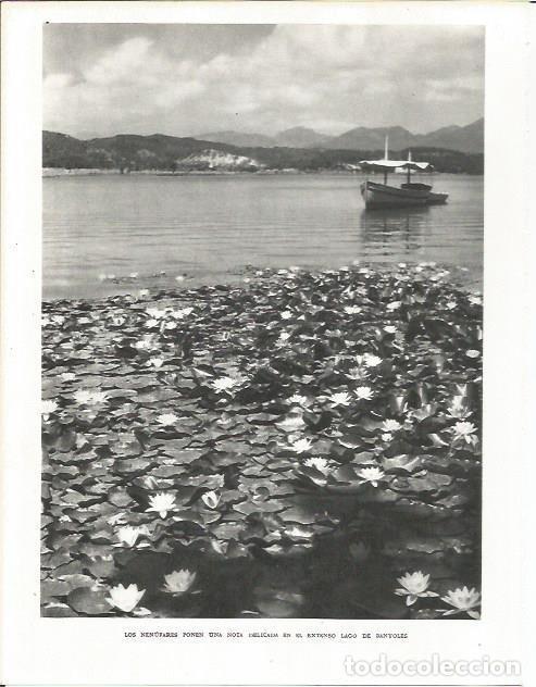 Otros art&iacute;culos de coleccionismo en papel: LAMINA 21584: Nenufares en el lago de Banyoles - Josep Pla
