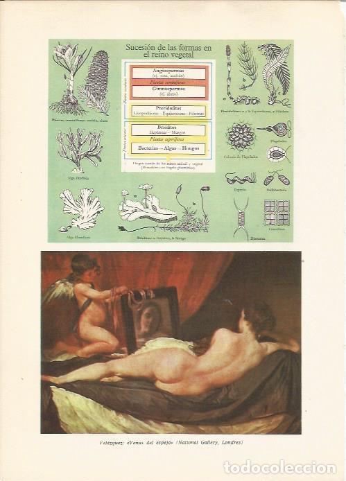 Otros art&iacute;culos de coleccionismo en papel: LAMINA 24853: Venus del espejo, por Velazquez - VVAA