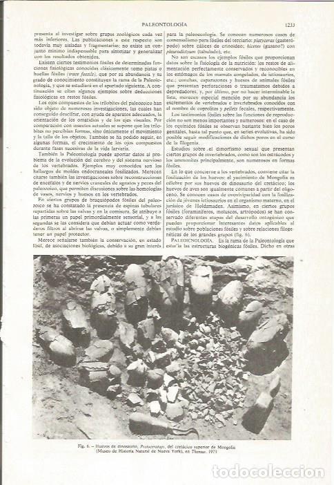 Otros art&iacute;culos de coleccionismo en papel: LAMINA ESPASA 36199: Huevos de dinosaurio en Mongolia - Varios
