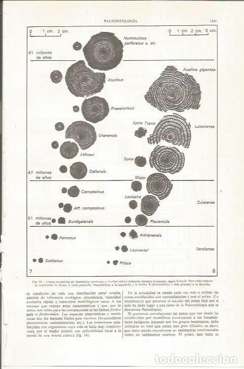 Otros art&iacute;culos de coleccionismo en papel: LAMINA ESPASA 36202: Lineas evolutivas de Nummulites perforatus y Assilina spira - Varios
