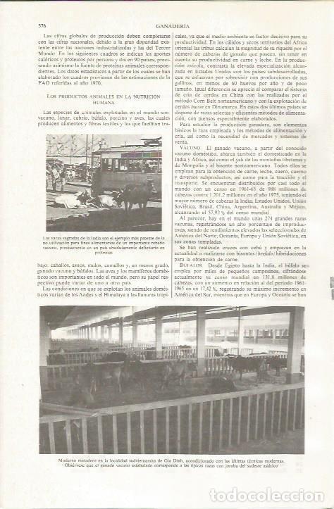 Otros art&iacute;culos de coleccionismo en papel: LAMINA ESPASA 36051: Matadero en Gia Dinh - Varios