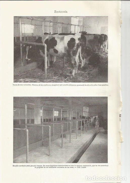 Otros art&iacute;culos de coleccionismo en papel: LAMINA ESPASA 35959: Vacas de raza holandesa - Varios