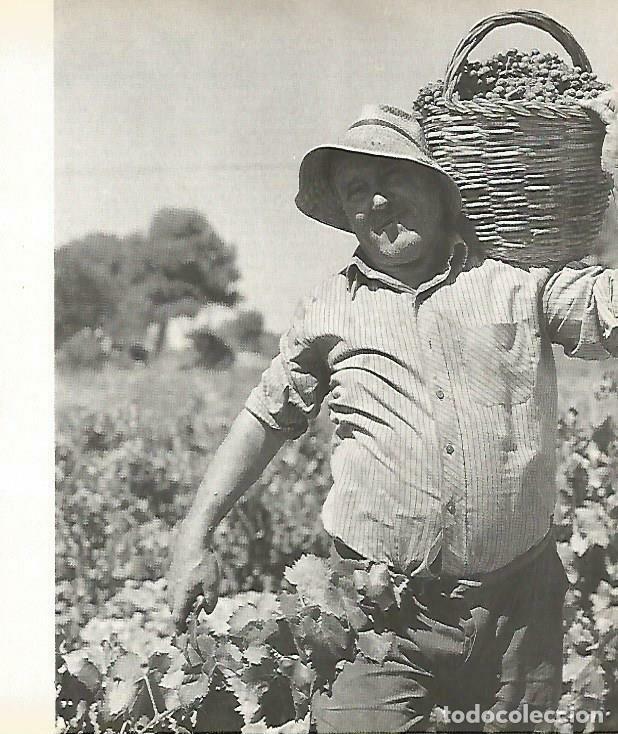 Otros art&iacute;culos de coleccionismo en papel: LAMINA 4392-36: Recogiendo uva en el Priorat - Josep Pla