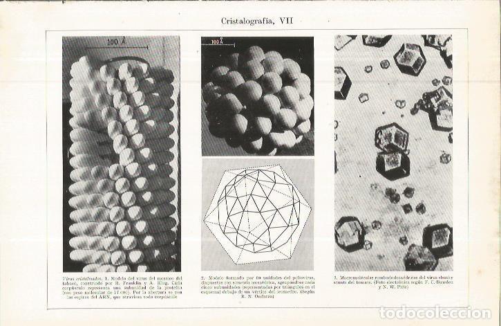 Otros art&iacute;culos de coleccionismo en papel: LAMINA ESPASA 36723: Virus cristalizados - Varios