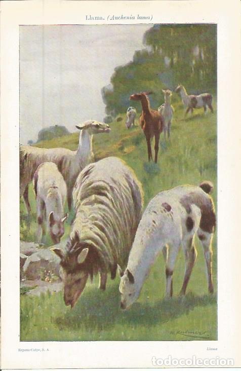 Otros art&iacute;culos de coleccionismo en papel: LAMINA ESPASA 36349: Llama - Varios