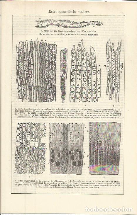 Otros art&iacute;culos de coleccionismo en papel: LAMINA ESPASA 36407: Estructura de la madera - Varios